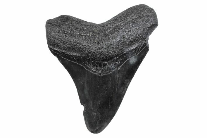 Juvenile Megalodon Tooth - South Carolina #370174